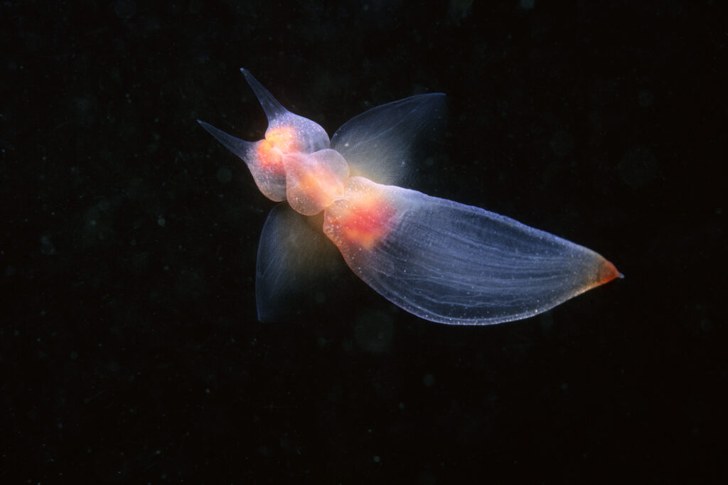 Papillon de mer – Clione limacina – Naked Sea Butterfly