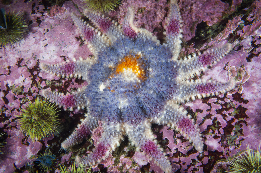 Soleil de mer épineux - Crossaster papposus - Spiny Sun Star