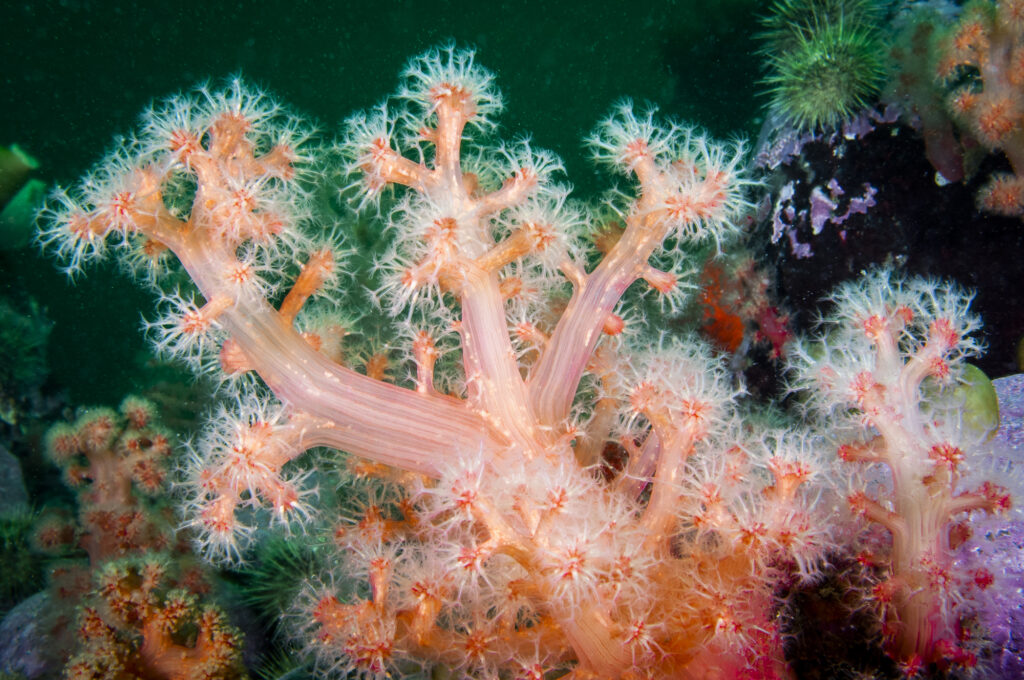 Corail mou - Gersemia rubiformis - Red Soft Coral