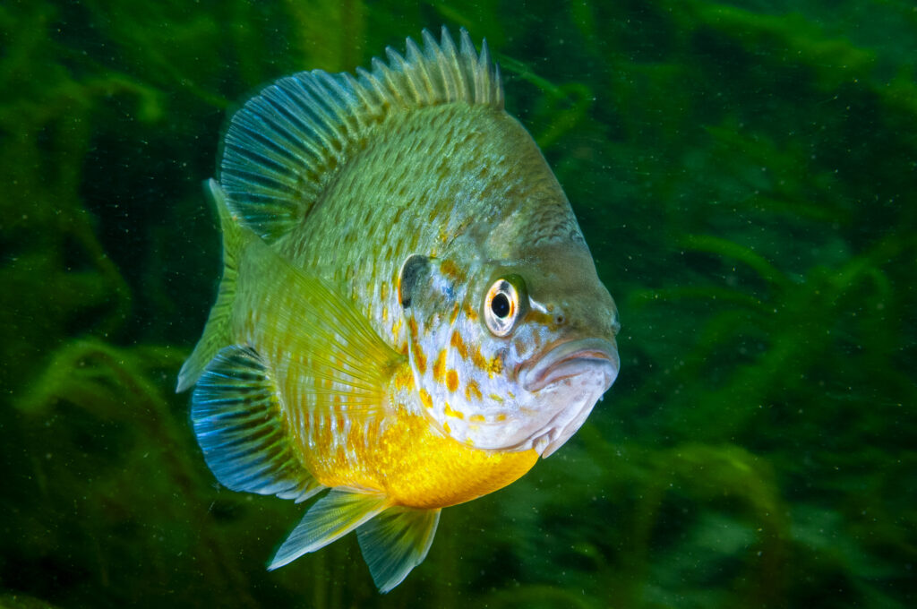 Crapet-soleil - Lepomis gibbous - Pumpkinseed