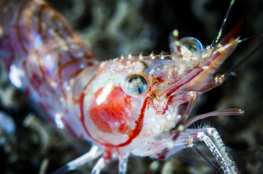 Crevette striée - Pandalus montagui - Striped pink shrimp