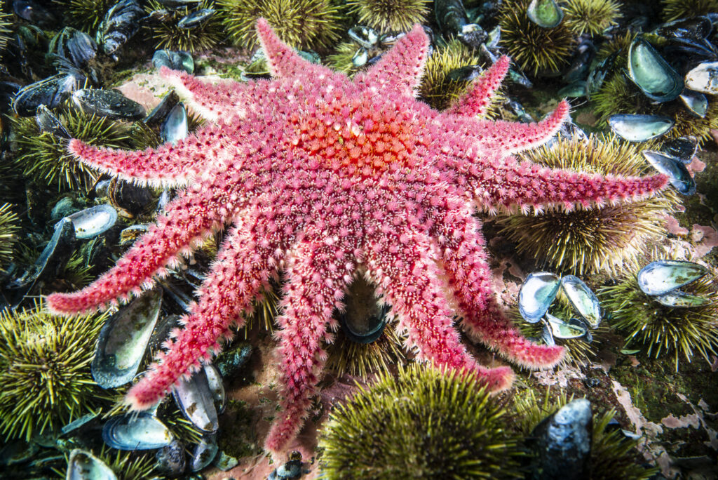 Soleil de mer épineux - Crossaster papposus - Spiny Sun Star
