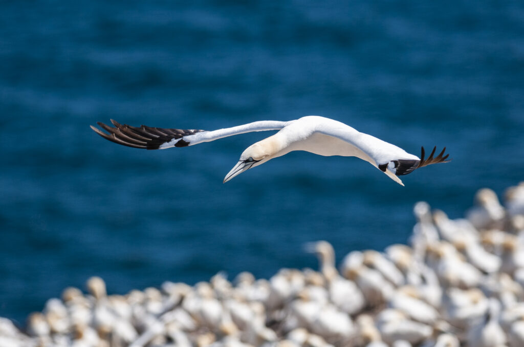 Fou de bassan - Morus bassanus - Northern Gannet