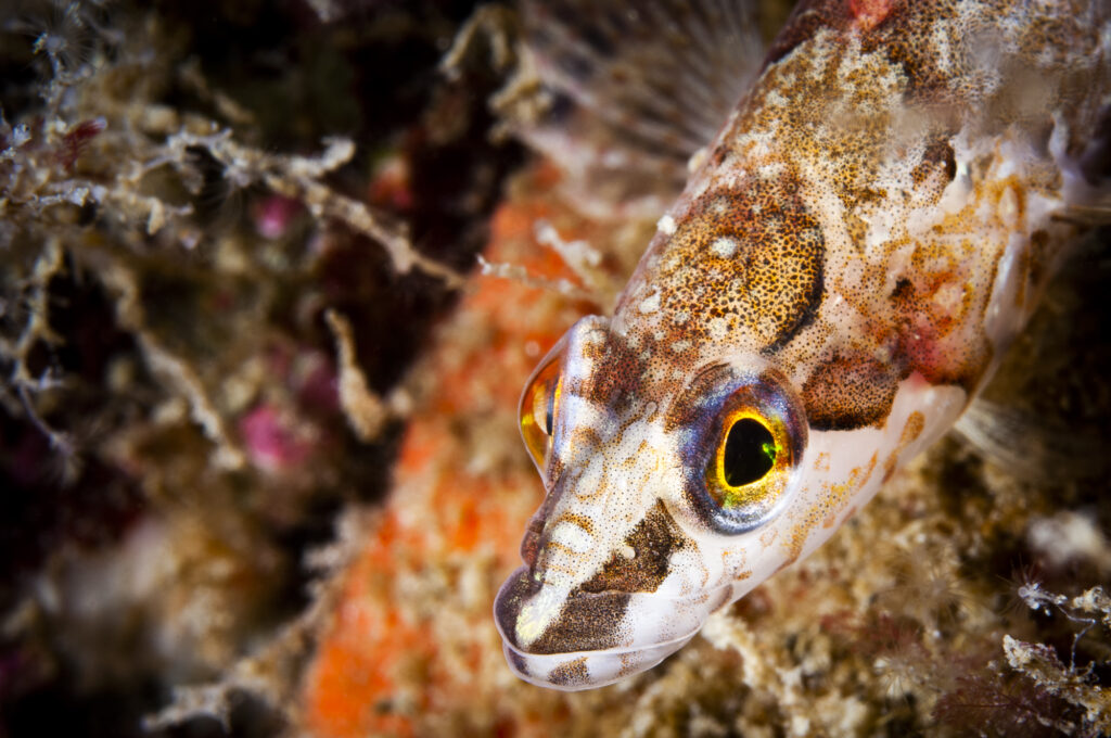 Stichée arctique - Stichaeus punctatus - Arctic Shanny