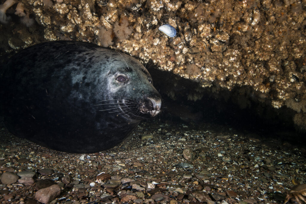 Phoque gris - Halichoerus grypus - Grey seal
