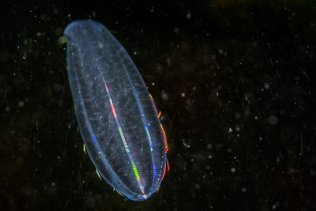 Béroé – Beroe cucumis – Beroe’s Comb Jelly