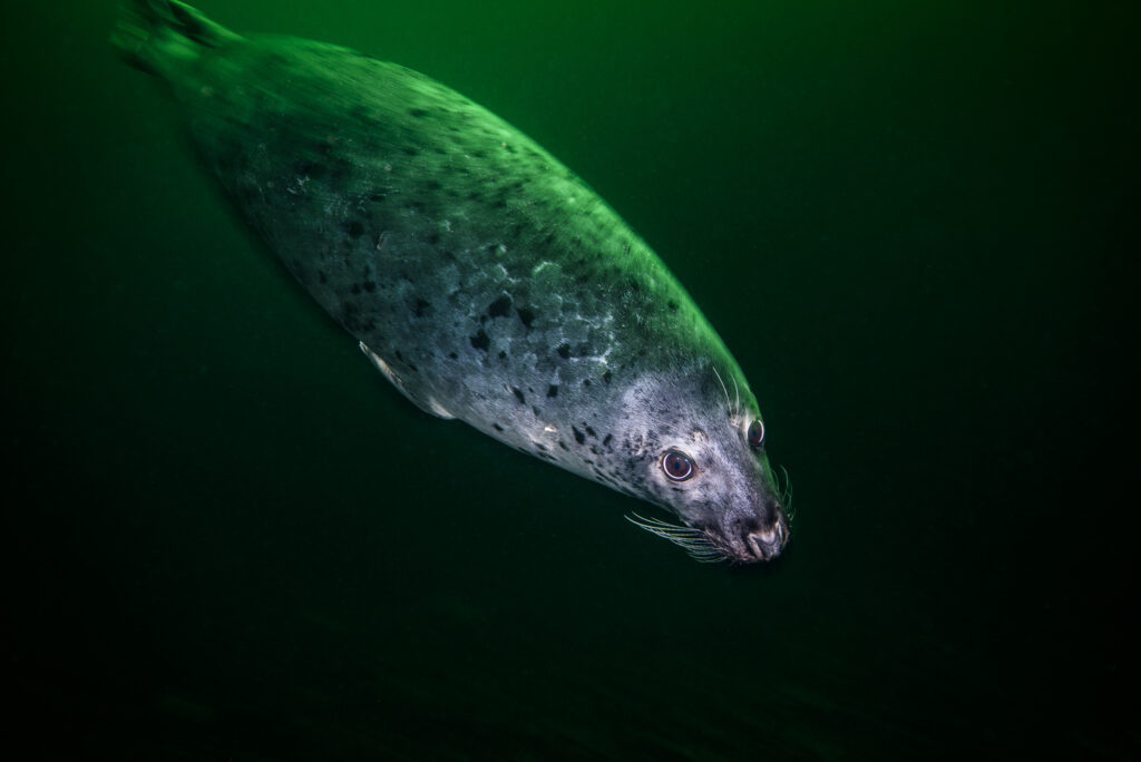 Phoque gris - Halichoerus grypus - Grey seal