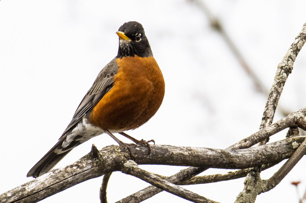 Merle d’Amérique - Turdus migratorius - American Robin
