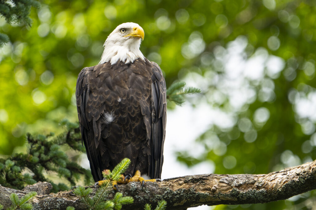 Pygargue à tête blanche – Haliaeetus leucocephalus – Bald Eagle