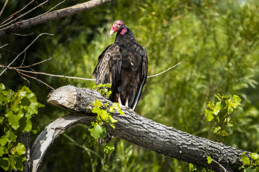 Urubu à tête rouge - Cathartes aura - Turkey Vulture